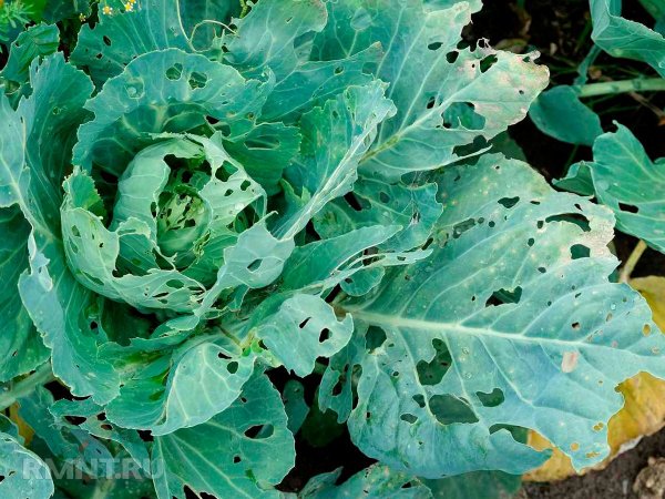 





Дыры в&nbsp;листьях растений&nbsp;&mdash; причины и&nbsp;способы борьбы



