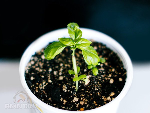 Два эффективных способа размножения базилика
 
Два эффективных способа размножения базилика