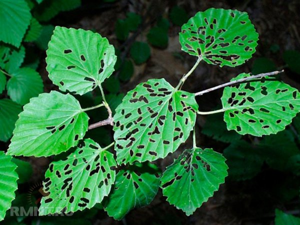 





Дыры в&nbsp;листьях растений&nbsp;&mdash; причины и&nbsp;способы борьбы



