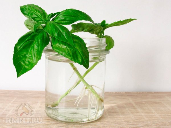 





Два эффективных способа размножения базилика



