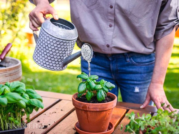 





Два эффективных способа размножения базилика



