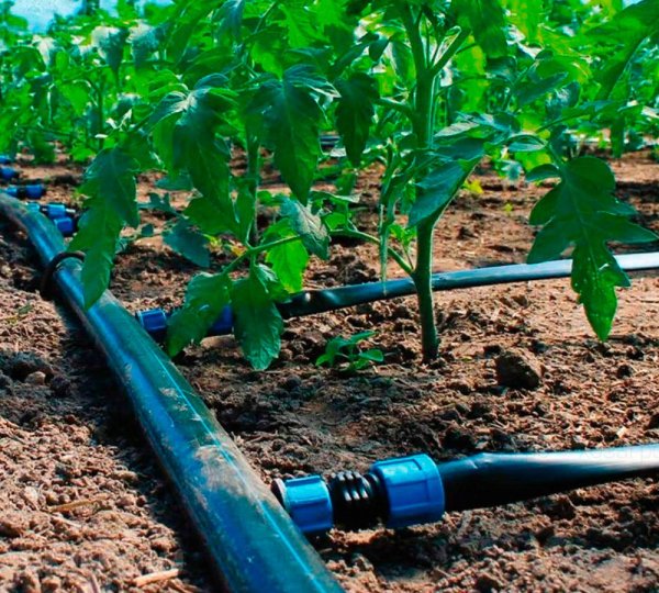 





Овощи, для которых губителен чрезмерный полив



