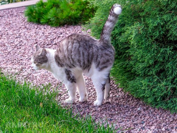 





Растения, которые отпугнут котов от&nbsp;грядок и&nbsp;клумб



