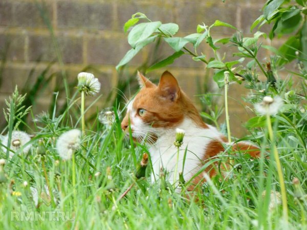 Растения, которые отпугнут котов от грядок и клумб
 
Растения, которые отпугнут котов от грядок и клумб