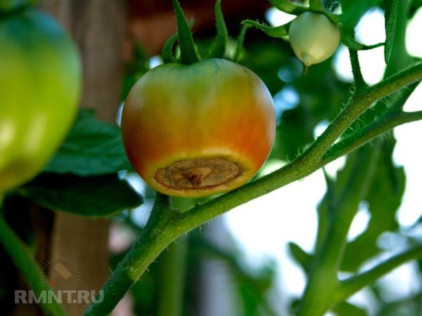 





Томаты чернеют снизу&nbsp;&mdash; причины и&nbsp;способы борьбы




