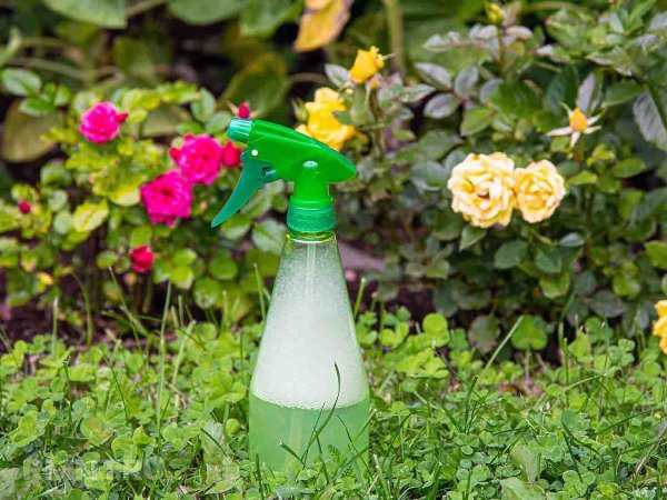 





Средства борьбы с&nbsp;насекомыми, которые вредят растениям



