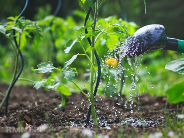 





Овощи, для которых губителен чрезмерный полив



