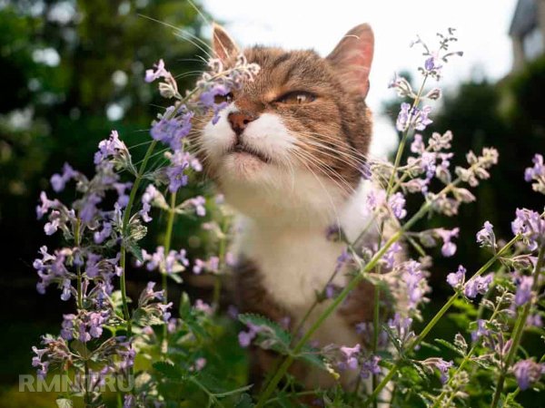 





Растения, которые отпугнут котов от&nbsp;грядок и&nbsp;клумб



