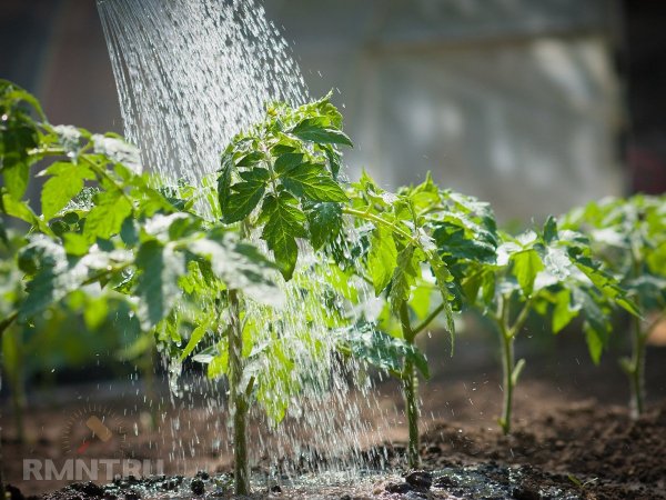 





Овощи, для которых губителен чрезмерный полив



