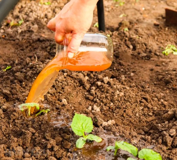 





Как сделать и&nbsp;использовать компостный чай



