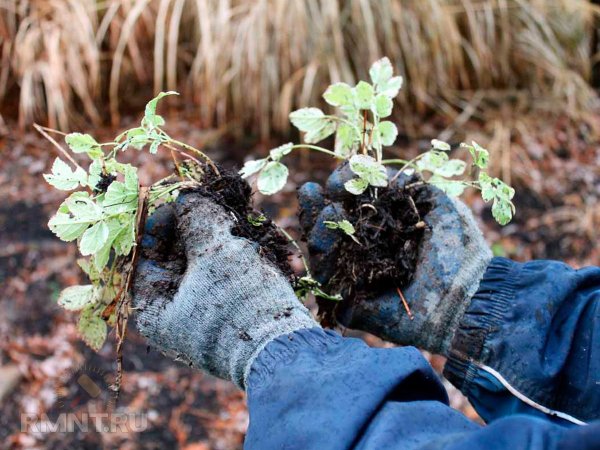 Какие многолетники делят и рассаживают осенью
 
Какие многолетники делят и рассаживают осенью
