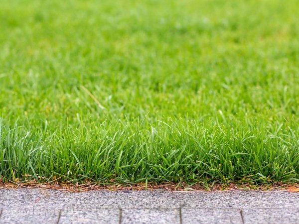 Как подкормить газон без химикатов
 
Как подкормить газон без химикатов