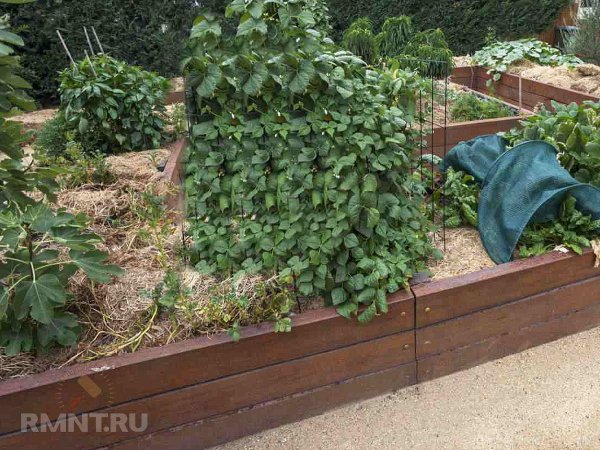 Подготовка высоких грядок к зиме
 
Подготовка высоких грядок к зиме