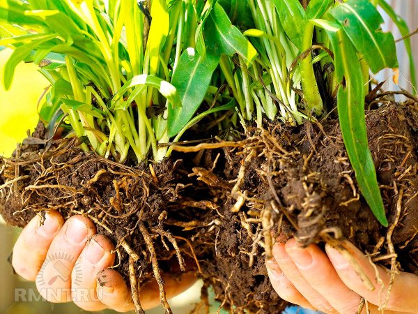 





Какие многолетники делят и рассаживают осенью



