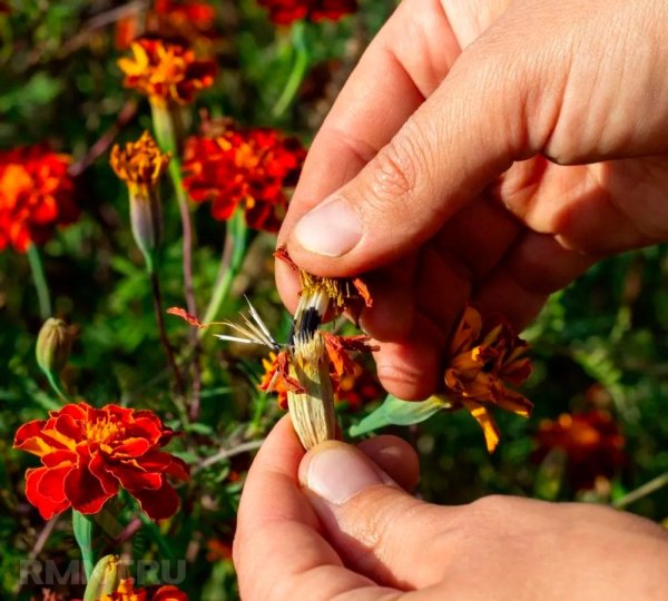 Цветы, семена которых можно собрать осенью
 
Цветы, семена которых можно собрать осенью