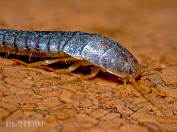 





Как избавиться от чешуйниц и мокриц в доме



