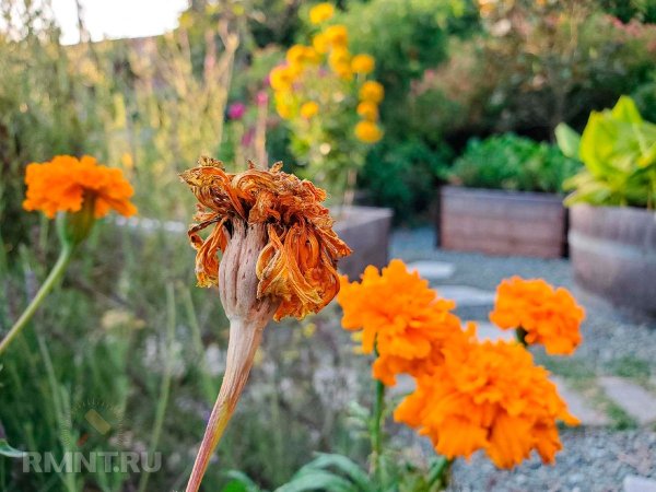 





Цветы, семена которых можно собрать осенью



