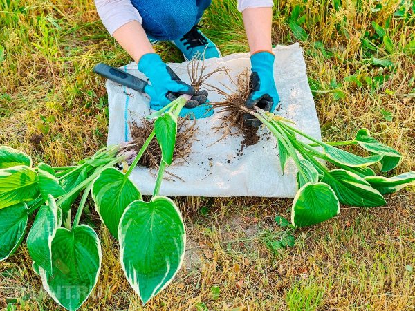





Какие многолетники делят и рассаживают осенью



