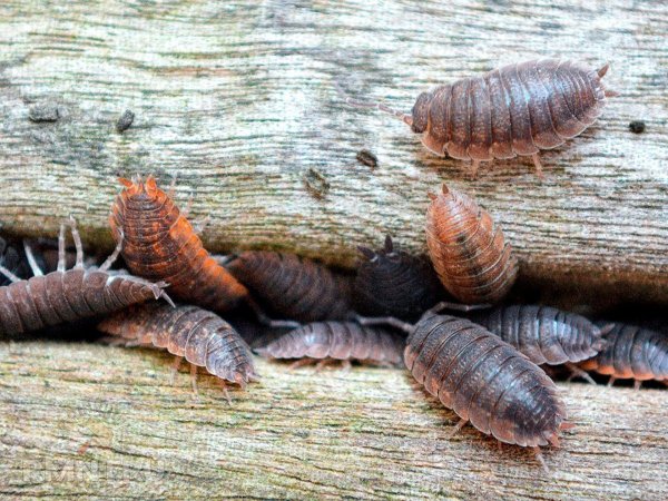 





Как избавиться от чешуйниц и мокриц в доме



