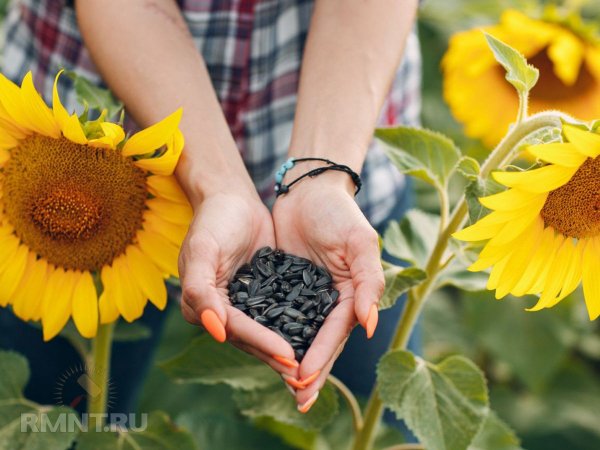 





Цветы, семена которых можно собрать осенью



