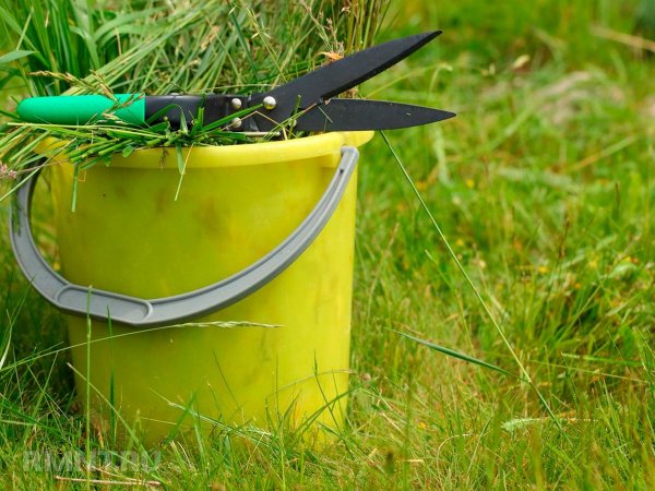 Как подкормить газон без химикатов
 
Как подкормить газон без химикатов