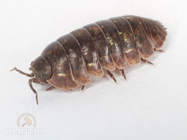 





Как избавиться от чешуйниц и мокриц в доме



