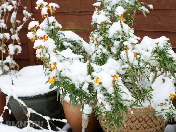 Как защитить контейнеры и вазоны в зимние холода
 
Как защитить контейнеры и вазоны в зимние холода