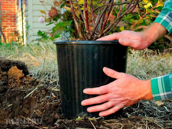 Как защитить контейнеры и вазоны в зимние холода
 
Как защитить контейнеры и вазоны в зимние холода