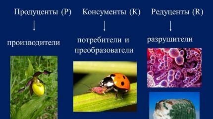 Бактерии для септиков &laquo;Доктор Робик&raquo;: советы при покупке и инструктаж по применению